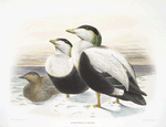 Somateria v-nigra., Pacific Eider.