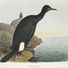 Graculus bairdii, Baird's Cormorant.