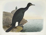 Graculus bairdii, Baird's Cormorant.