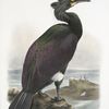 Graculus perspicillatus, Pallas' Cormorant.