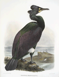 Graculus perspicillatus, Pallas' Cormorant.