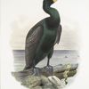 Graculus cincinnatus, Tufted Cormorant.