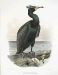Graculus cincinnatus, Tufted Cormorant.
