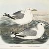 Larus occidentalis, Western Gull; Larus californicus, The California Gull.