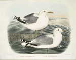 Larus occidentalis, Western Gull; Larus californicus, The California Gull.