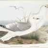 Larus brachyrhynchus, Short-Bill Gull;  Larus hutchinsii, Hutchins' Gull.
