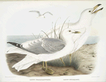 Larus brachyrhynchus, Short-Bill Gull;  Larus hutchinsii, Hutchins' Gull.