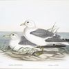 Rissa kotzebui, Pacific Kittwake; Rissa nivea, Yellow-billed Gull.