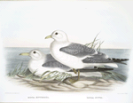 Rissa kotzebui, Pacific Kittwake; Rissa nivea, Yellow-billed Gull.