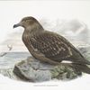 Stercorarius catarractes, Skua Gull.