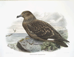 Stercorarius catarractes, Skua Gull.