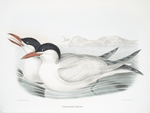 Thalasseus caspius, Caspian Tern.