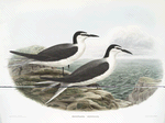Haliplana discolor, Rocky Bird.