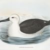 Diomedea chlororhynchus, The Yellow-nosed Albatross.
