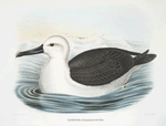Diomedea chlororhynchus, The Yellow-nosed Albatross.