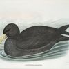 Procellaria gigantea, Gigantic Fulmar.