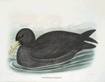 Procellaria gigantea, Gigantic Fulmar.