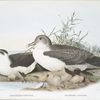 Astrelata haesitata, Northern Fulmar; Priofinus cinereus, Cinereus Puffin.
