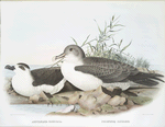 Astrelata haesitata, Northern Fulmar; Priofinus cinereus, Cinereus Puffin.