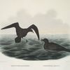Halocyptena microsoma, Cuneate-tail Petrel; Cymochorea melania, Bonaparte's Petrel.