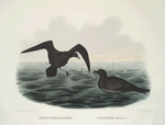 Halocyptena microsoma, Cuneate-tail Petrel; Cymochorea melania, Bonaparte's Petrel.