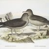 Nectris fuliginonus, Sooty Petrel; Nectris amaurosoma, Pacific Sooty Petrel.