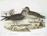 Nectris fuliginonus, Sooty Petrel; Nectris amaurosoma, Pacific Sooty Petrel.