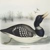 Colymbus adamsii, White-billed Loon.