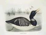 Colymbus adamsii, White-billed Loon.