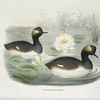 Podiceps californicus, California Eared Grebe.