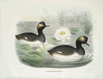Podiceps californicus, California Eared Grebe.