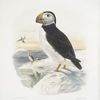 Fratercula glacialis, Large-Bill Puffin.