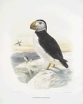 Fratercula glacialis, Large-Bill Puffin.