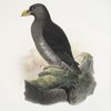 Sagmatorrhina lathami, Latham's Guillemot.