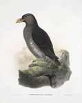 Sagmatorrhina lathami, Latham's Guillemot.