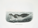Phaleris tetracula, Pacific Dovekie.