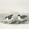 Phaleris pusilla, Least Auk.