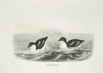 Phaleris pusilla, Least Auk.