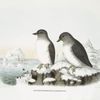 Ptychorhamphus aleuticus, Pacific Auk.