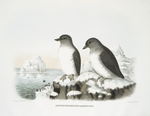 Ptychorhamphus aleuticus, Pacific Auk.