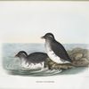 Ombria psittacula, Parrot-billed Auk.