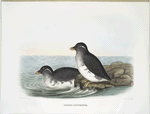 Ombria psittacula, Parrot-billed Auk.