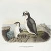 Brachyrhamphus temminckii (adult and young), Temminck's Auk .