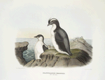 Brachyrhamphus temminckii (adult and young), Temminck's Auk .