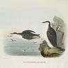 Brachyrhamphus hypoleucus.