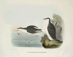 Brachyrhamphus hypoleucus.