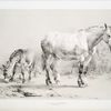 Horse and donkeys.