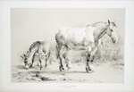 Horse and donkeys.