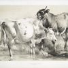 Bull licking a cow.