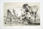 Bull licking a cow.